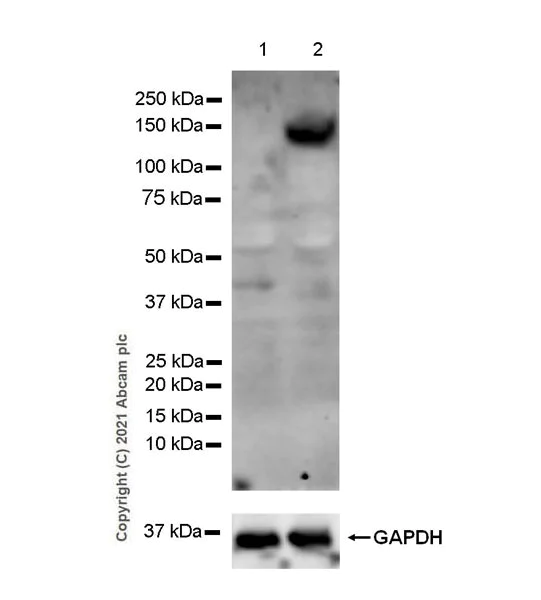 Western blot - Anti-iNOS antibody [EPR16635] - BSA and Azide free (AB213987)