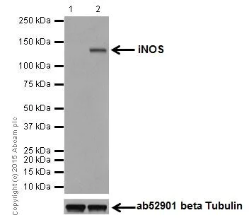 Western blot - Anti-iNOS antibody [EPR16635] - BSA and Azide free (AB213987)