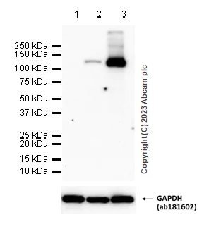 Western blot - Anti-iNOS antibody [EPR16635] - BSA and Azide free (AB213987)