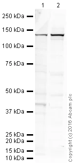 Western blot - Anti-iNOS antibody [EPR16635] - Mouse IgG2b (Chimeric) (AB210823)