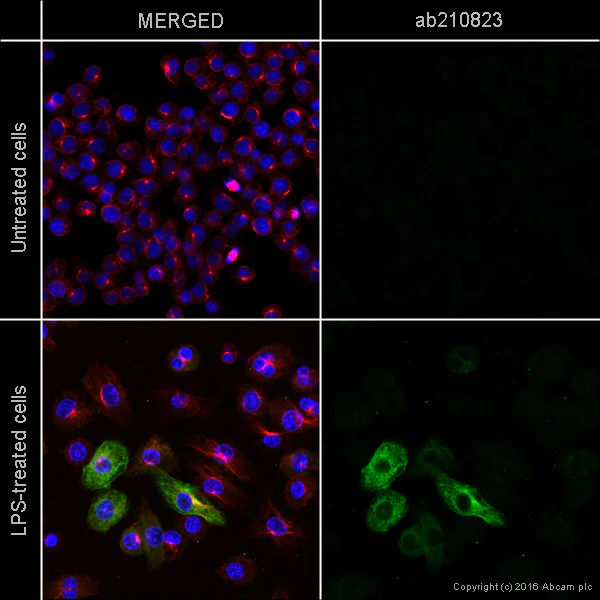 Immunocytochemistry/ Immunofluorescence - Anti-iNOS antibody [EPR16635] - Mouse IgG2b (Chimeric) - BSA and Azide free (AB275330)