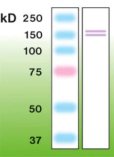 Western blot - Anti-iNOS antibody [K13-A] (AB136918)