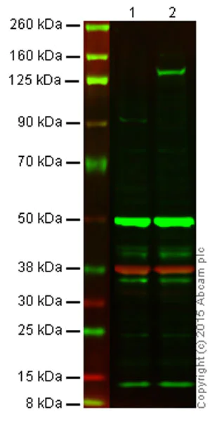 Western blot - Anti-iNOS antibody [K13-A] (AB136918)