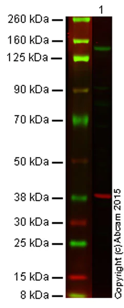 Western blot - Anti-iNOS antibody [K13-A] (AB136918)