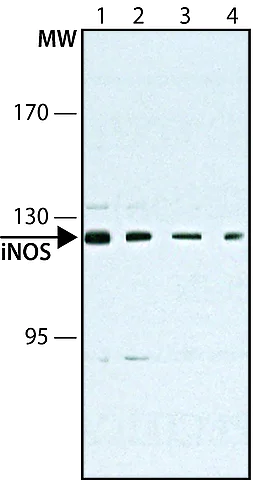 Western blot - Anti-iNOS antibody [NOS-IN] (AB49999)