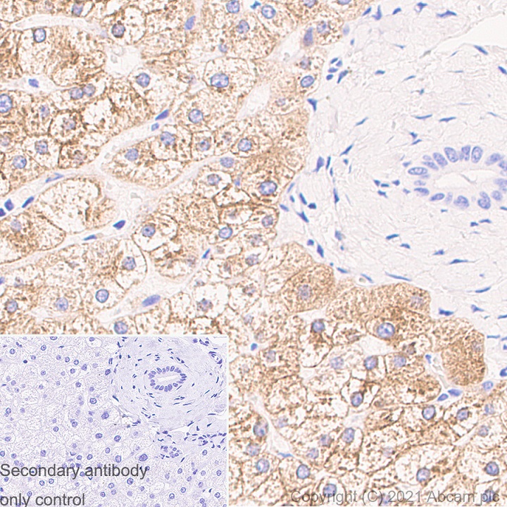 Immunohistochemistry (Formalin/PFA-fixed paraffin-embedded sections) - Anti-iNOS antibody [RM1017] - BSA and Azide free (AB283668), expandable thumbnail