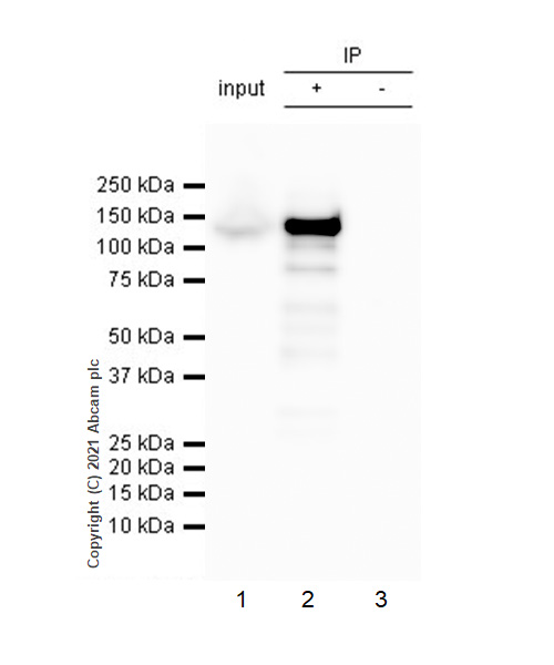 Immunoprecipitation - Anti-iNOS antibody [RM1017] - BSA and Azide free (AB283668), expandable thumbnail