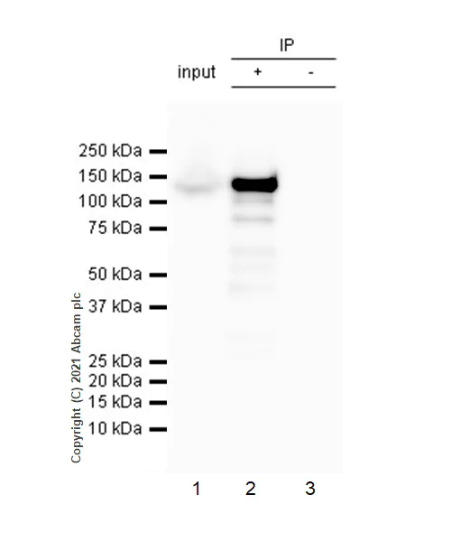 Immunoprecipitation - Anti-iNOS antibody [RM1017] - BSA and Azide free (AB283668)
