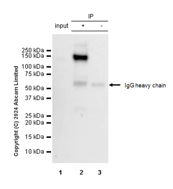 Immunoprecipitation - Anti-iNOS antibody [RM1017] - BSA and Azide free (AB283668)