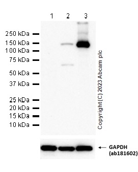 Western blot - Anti-iNOS antibody [RM1017] - BSA and Azide free (ab283668), expandable thumbnail