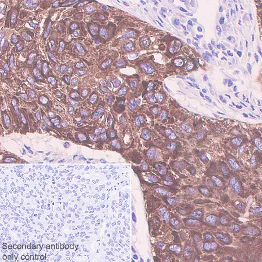 Immunohistochemistry (Formalin/PFA-fixed paraffin-embedded sections) - Anti-iNOS antibody [SP126] (AB115819)