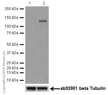 Western blot - Anti-iNOS+nNOS antibody [EP16634] - BSA and Azide free (AB251367)