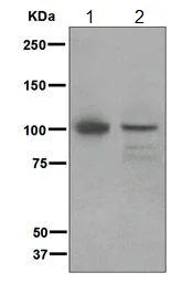 Western blot - Anti-INPP4A antibody [EP3425(2)] (AB109622)