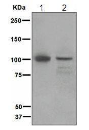 Western blot - Anti-INPP4A antibody [EP3425(2)] - BSA and Azide free (AB247910), expandable thumbnail