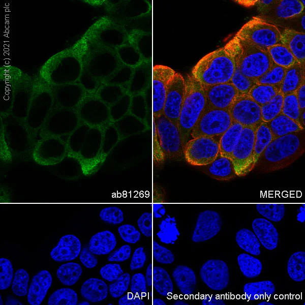 Immunocytochemistry/ Immunofluorescence - Anti-INPP4B antibody [EPR3108Y] (AB81269)