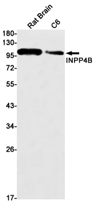 Western blot - Anti-INPP4B Antibody [S08-7C7] (AB317389), expandable thumbnail
