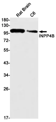 Western blot - Anti-INPP4B Antibody [S08-7C7] (AB317389)