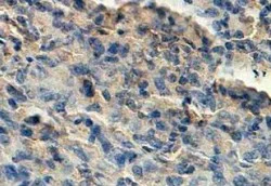 Immunohistochemistry (Formalin/PFA-fixed paraffin-embedded sections) - Anti-INPP5A antibody (AB118418)