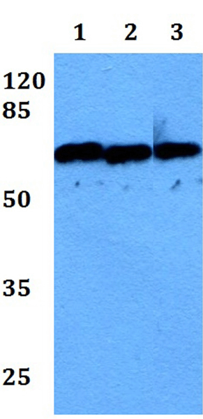 Western blot - Anti-INPP5E antibody (AB191520), expandable thumbnail