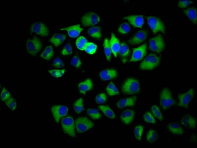 Immunocytochemistry/ Immunofluorescence - Anti-INPP5E antibody (AB236108)