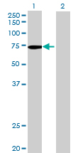 Western blot - Anti-INPP5E antibody (AB69696)
