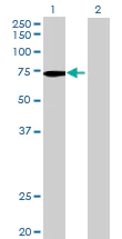 Western blot - Anti-INPP5E antibody (AB69696)