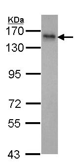 Western blot - Anti-INPP5F antibody (AB95990), expandable thumbnail