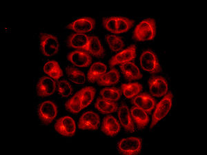 Immunocytochemistry/ Immunofluorescence - Anti-INPPL1/SHIP-2 antibody [EPR10955] - BSA and Azide free (AB249397), expandable thumbnail