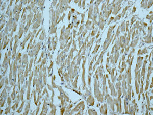 Immunohistochemistry (Formalin/PFA-fixed paraffin-embedded sections) - Anti-INPPL1/SHIP-2 antibody [EPR10955] - BSA and Azide free (AB249397), expandable thumbnail
