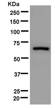 Western blot - Anti-INSC antibody [EPR13470] - BSA and Azide free (AB250429)