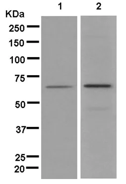 Western blot - Anti-INSC antibody [EPR13470] - BSA and Azide free (AB250429)