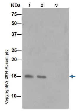 Immunoprecipitation - Anti-INSL3 antibody [EPR14834(2)] (AB199536)