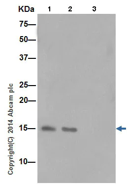 Immunoprecipitation - Anti-INSL3 antibody [EPR14834(2)] - BSA and Azide free (AB251284)