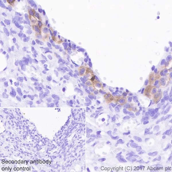 Immunohistochemistry (Formalin/PFA-fixed paraffin-embedded sections) - Anti-INSL3 antibody [EPR20739] (AB227974)