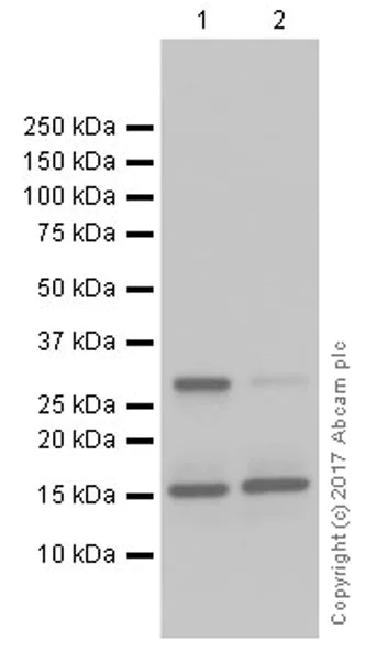Western blot - Anti-INSL3 antibody [EPR20739] (AB227974)