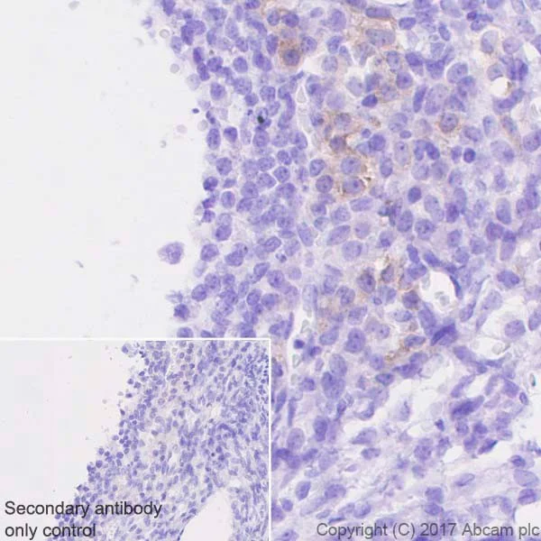 Immunohistochemistry (Formalin/PFA-fixed paraffin-embedded sections) - Anti-INSL3 antibody [EPR20747] - BSA and Azide free (AB228459)