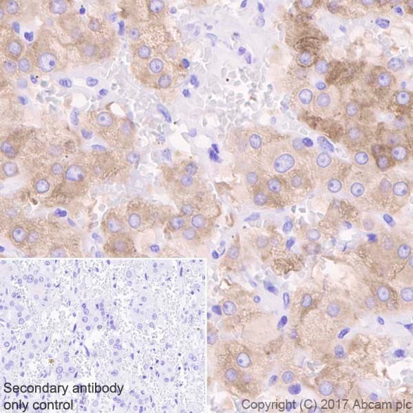 Immunohistochemistry (Formalin/PFA-fixed paraffin-embedded sections) - Anti-INSL3 antibody [EPR20747] - BSA and Azide free (AB228459)