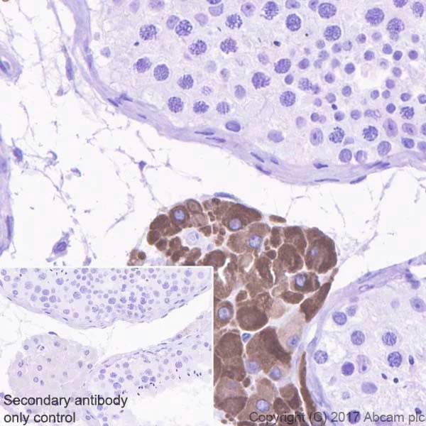 Immunohistochemistry (Formalin/PFA-fixed paraffin-embedded sections) - Anti-INSL3 antibody [EPR20747] - BSA and Azide free (AB228459)