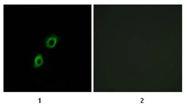 Immunocytochemistry/ Immunofluorescence - Anti-INSL4 antibody (AB75061)