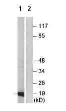 Western blot - Anti-INSL4 antibody (AB75061)