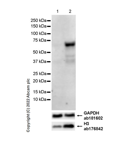 Western blot - Anti-INSM1 antibody [EPR23199-37-6-1] (ab305104), expandable thumbnail