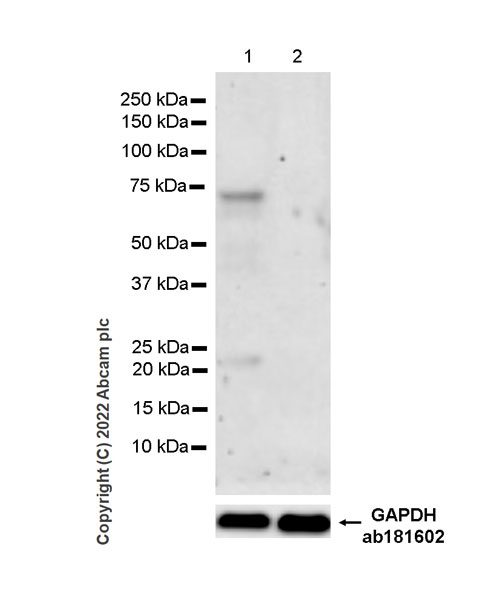 Western blot - Anti-INSM1 antibody [EPR23199-37-6-1] (AB305104), expandable thumbnail