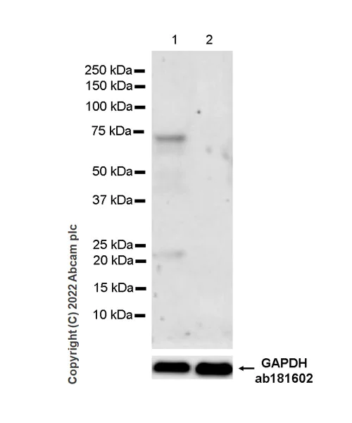 Western blot - Anti-INSM1 antibody [EPR23199-37-6-1] (AB305104)