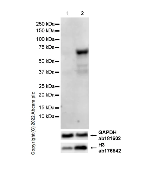 Western blot - Anti-INSM1 antibody [EPR23199-37-6-1] - BSA and Azide free (AB305073)