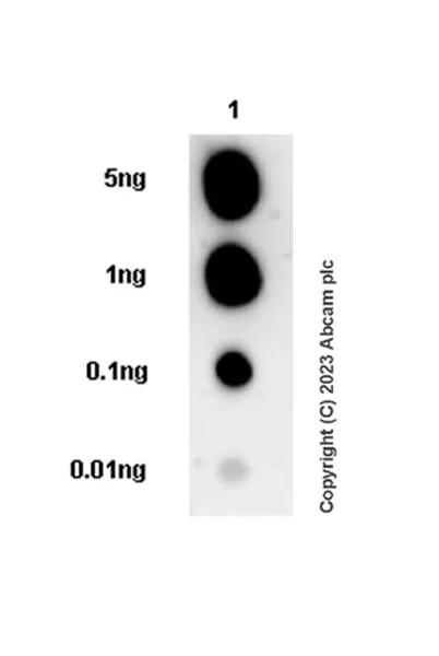 Dot Blot - Anti-INSM1 antibody [EPR28316-7] (AB314446)