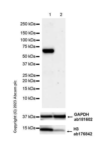 Western blot - Anti-INSM1 antibody [EPR28316-7] - BSA and Azide free (AB314447)