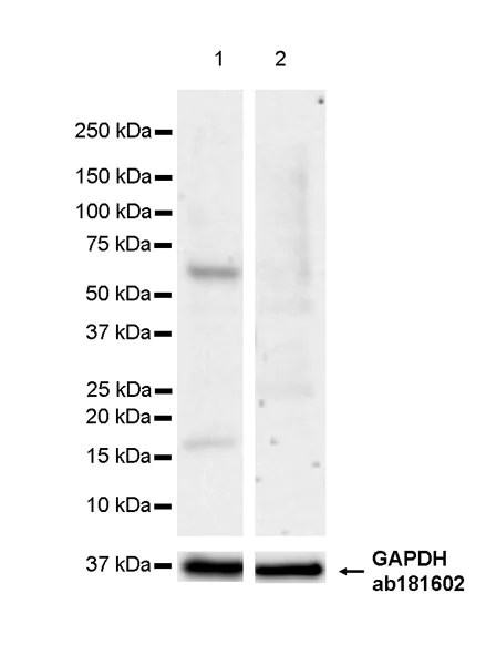 Western blot - Anti-INSM1 antibody [EPR28316-7] - BSA and Azide free (AB314447)