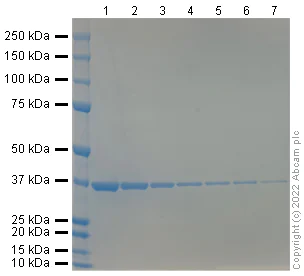 SDS-PAGE - InstantBlue® Coomassie Protein Stain (ISB1L) (AB119211)