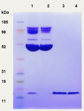 SDS-PAGE - Anti-Insulin Affibody® Molecule (AB31906)