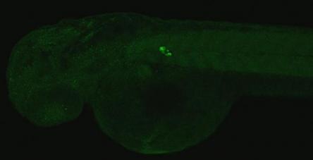 IHC - Wholemount - Anti-Insulin antibody (AB210560), expandable thumbnail